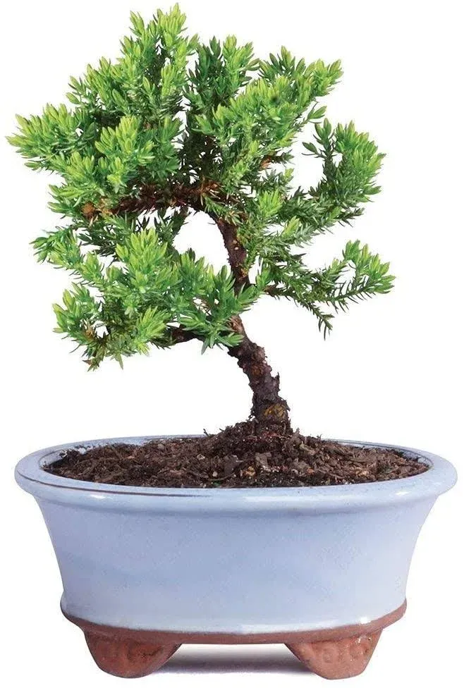 BloomsyBox Green Mound Juniper Tree