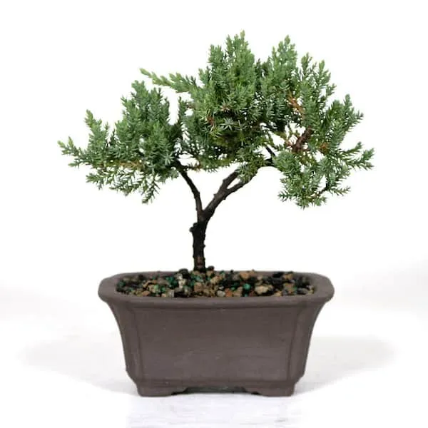 Brussel's Green Mound Juniper Bonsai - Small - (Outdoor) Not Sold in California